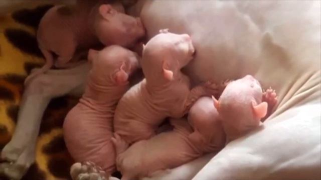 Котёнок породы сфинкс стал резко отличаться от своих собратьев. Узнав причину, семья забила тревогу смотреть онлайн