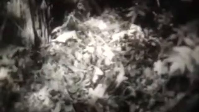 Змеи, 1962 г смотреть онлайн