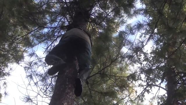 Кедровый орех. Таежный хлеб сибиряков. Выживание на кедре. смотреть онлайн