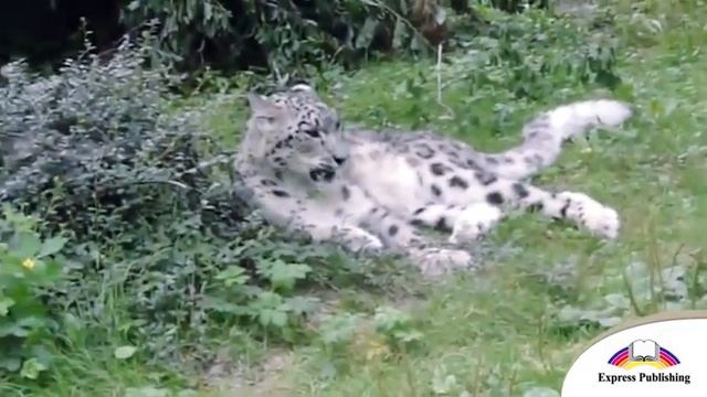Grade 5 Module 7 the Ghost of the mountains page 86 смотреть онлайн
