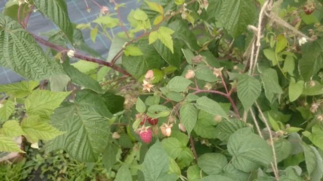 Брянское диво - супер сорт ремонтантной малины! смотреть онлайн