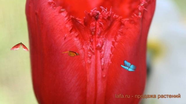 Тюльпан бахромчатая Макарска (tulipa makarska) ? обзор: как сажать, луковицы тюльпаны Макарска смотреть онлайн