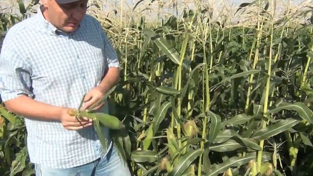 ОВАТОННА F1 - Ранняя кукуруза с крупными зернами (28-07-2018) смотреть онлайн