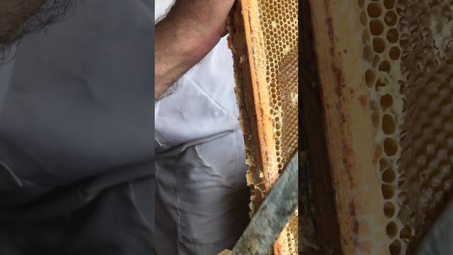 Пасека. Дедушка. Мёд. смотреть онлайн