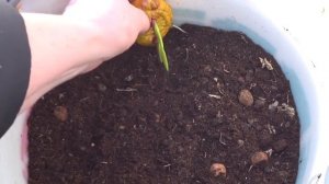 Посадка гладиолусов для раннего цветения. Гладиолусы в горшках.