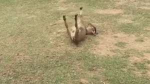 Козы впадающие в паралич. Обморочные или миотонические козы.