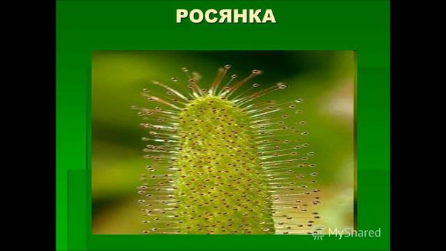 видоизменения листьев смотреть онлайн