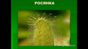 видоизменения листьев