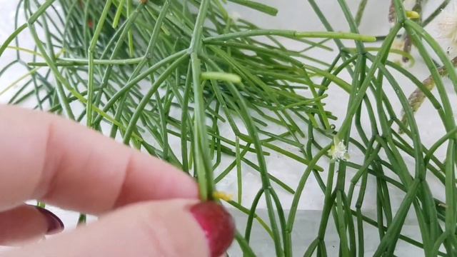 Цветение рипсалиса. Мои красотки радуют меня! смотреть онлайн