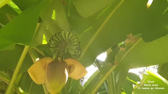 В СОЧИ ЗАЦВЕЛИ БАНАНЫ. БАНАНОВОЕ ДЕРЕВО КАКОЕ ОНО смотреть онлайн