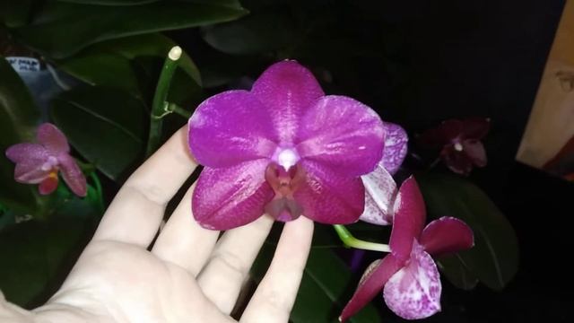 Домашнее цветение фаленопсисов Sogo grape, phal. Zheng Min Gemini, phal. Horizon, Tonka, Ark's Ray# смотреть онлайн