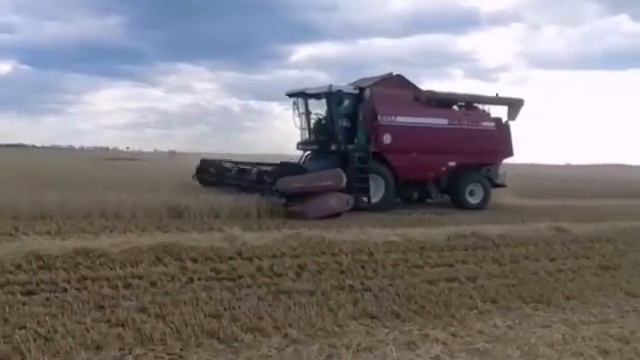 Уборка Пшеницы 2021. Экспорт Зерна из России. Продажа зерно, пшеница, ячмень, кукуруза, цены, рынок смотреть онлайн