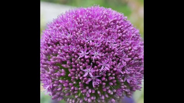 ЛУК , или АЛЛИУМ (ALLIUM) сем. Луковые смотреть онлайн