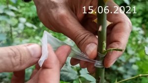 прививка розы к другому сорту \ rose grafting