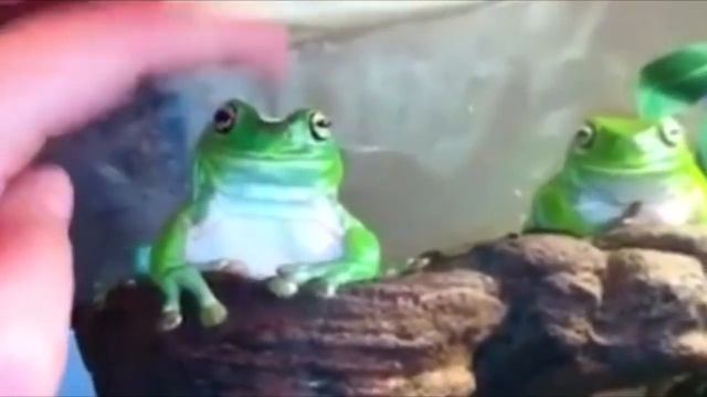 ЛЯГУШКА мем смотреть онлайн