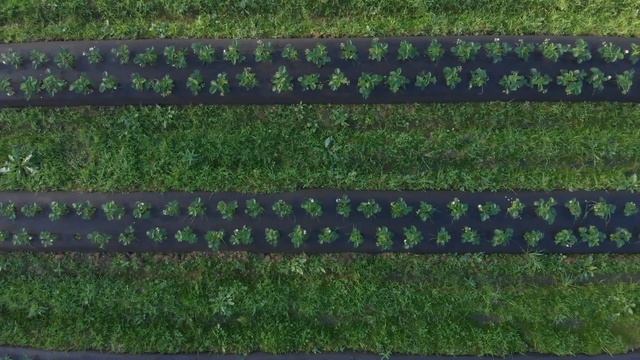 Как посадить 40 тысяч кустов клубники? смотреть онлайн