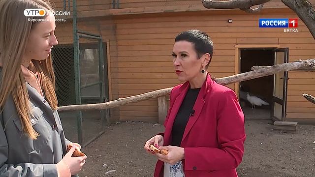 Хвост за хвост. Павлины (22.05.2023) (ГТРК Вятка) смотреть онлайн