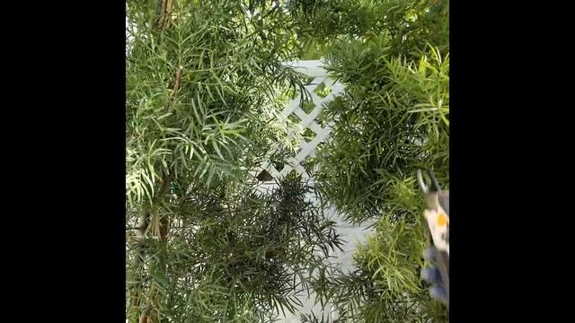 Fern Pine Podocarpus Planting And Trimming | Lucky 7 Landscapes (Makeover Part 9)