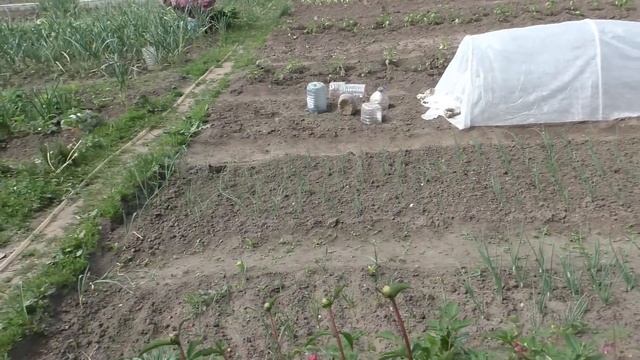 КОПЧЁНЫЙ КАРАСЬ ХОЛОДНОГО КОПЧЕНИЯ! Коптильня Hobby Smoke. НАШ ОГОРОД! смотреть онлайн