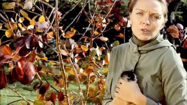 perukowiec,drzewko dym (cotinus coggygria 'royal purple')