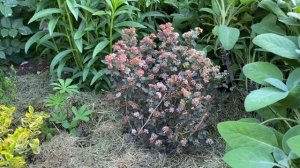 ПОСАДИТЕ НА ПЕРЕДНИЙ ПЛАН  ЭТОТ ЧУДЕСНЫЙ КУСТАРНИК!!!   ЛИТЛ ДЖОКЕР