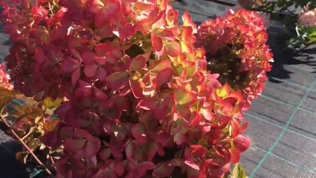 Гортензия метельчатая Диамонд Руж смотреть онлайн