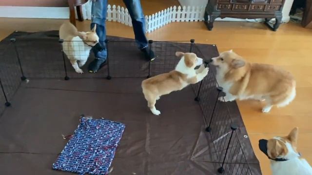 75,000PHP Dream Dog!! (And this is already a cheap price for her breed! ) смотреть онлайн