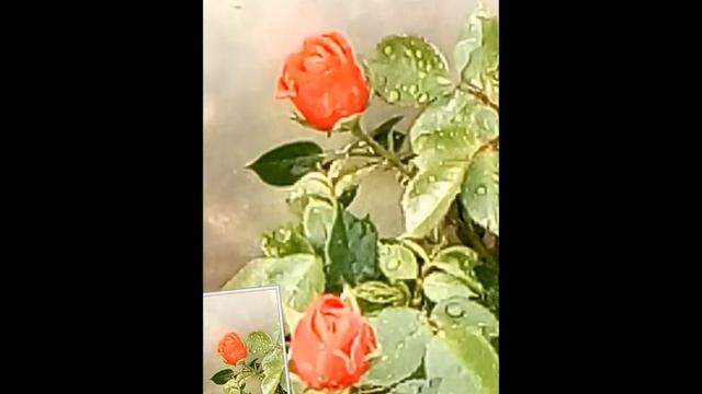 Coral Reef Miniature Rose смотреть онлайн
