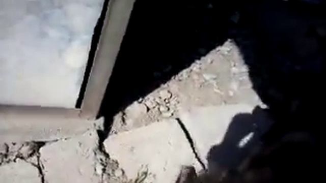 помогите определить породу собак 1 смотреть онлайн