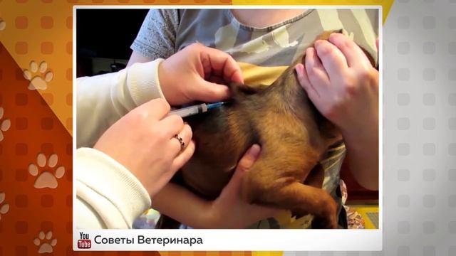«Ко мне!» какие прививки нужны щенкам смотреть онлайн