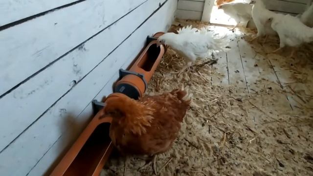 Куры. Новый дом для кур. Разведение кур смотреть онлайн