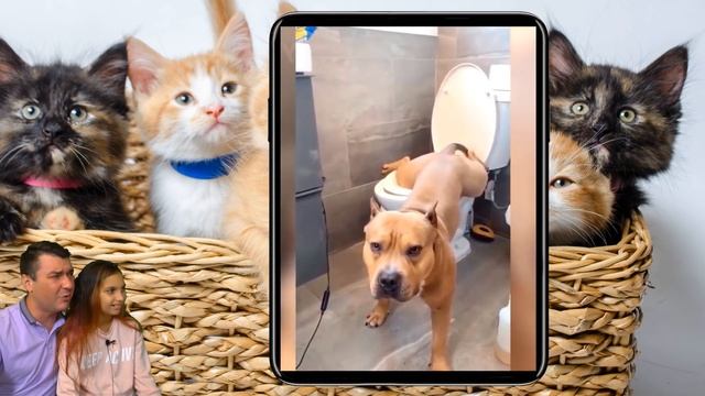 СМЕШНЫЕ КОТЯТА ИДУТ В ШКОЛУ в ЛАЙК и ТИКТОК! НЕ ЗАСМЕЙСЯ ЧЕЛЛЕНДЖ Коты и Собаки Funny Cats Валеришк смотреть онлайн