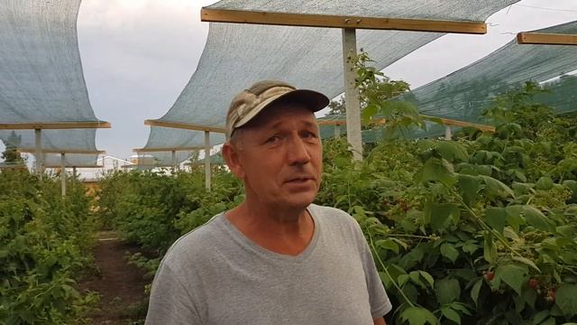 Ремонтантный сорт малины Химбо-Топ в полном разгаре смотреть онлайн