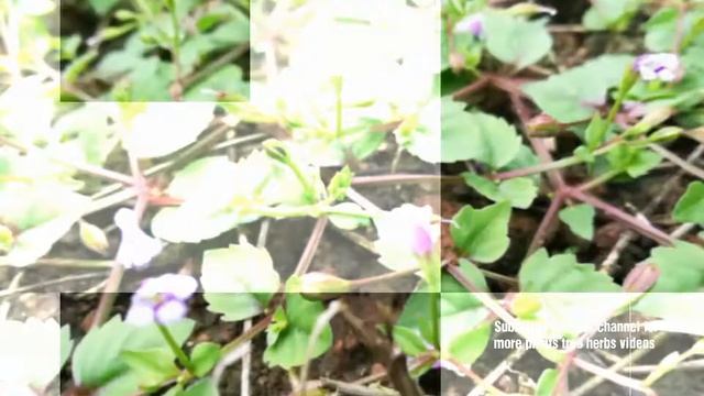 Vandellia anagallis plant , Lindernia anagallis flowers, Gratiola cordifolia, Ilysanthes anagallis смотреть онлайн