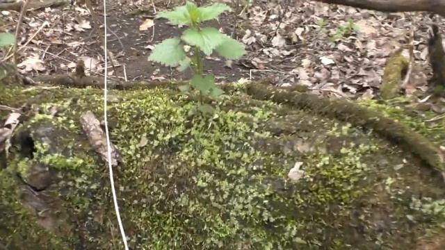 Встретили крота и лисицу в лесу. 7 часовой поход с собакой. Брянский пойменный лес, озёра и река. смотреть онлайн