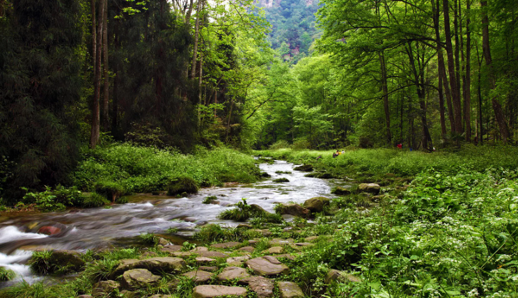 Звуки природы. Нежный лесной ручей ✦ Звуки леса и пение птиц ✦ Relax Sleep смотреть онлайн