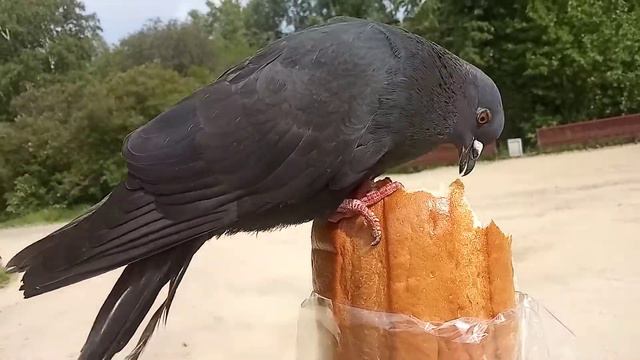 Символ мира🕊️🦅 смотреть онлайн