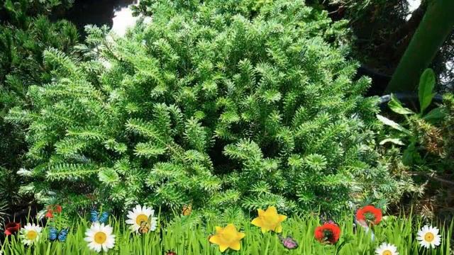 Пихта корейская Компакт Дворф ? Обзор: посадка и уход. крупномеры пихты: описание и особенности смотреть онлайн