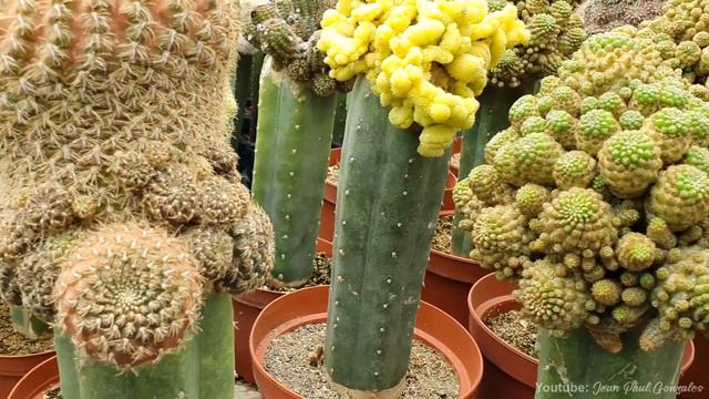TOUR POR UN VIVERO: Identificando Cactus y Suculentas смотреть онлайн