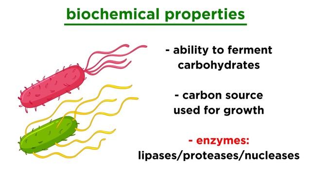 Taxonomy of Bacteria: Identification and Classification смотреть онлайн