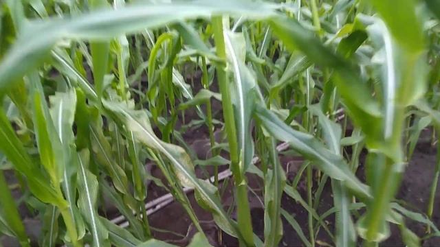 Как растёт наша кукуруза в теплице осенью? смотреть онлайн