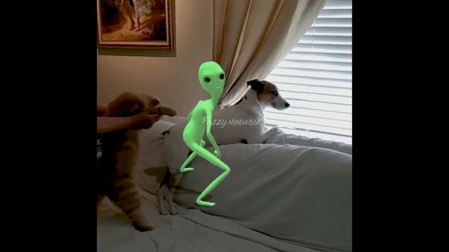Crazy Cat Dancing!