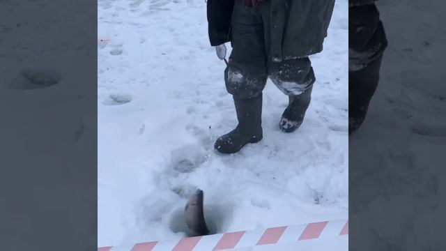Зимняя рыбалка Форель. ProFishing Аксёно-Бутырки смотреть онлайн