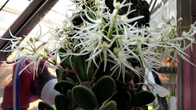 Orchids in bloom today - phalaenopsis, dockrillia, oncidiums смотреть онлайн