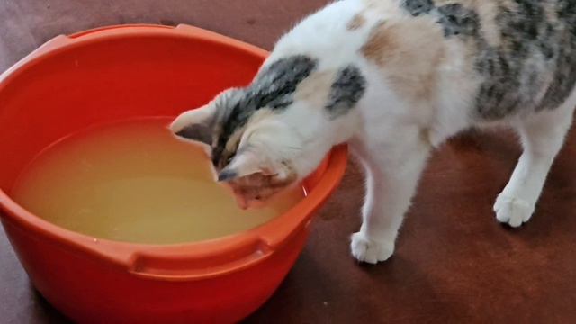 Когда сильно хочется мыться, но вода горячая #кошка #животные