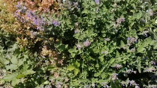 Жаркая пора, краткий обзор. Котовник кошачий