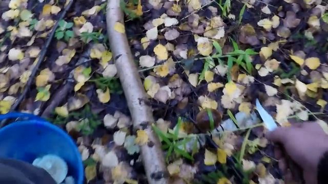 Осенние грибы! Продолжение. смотреть онлайн
