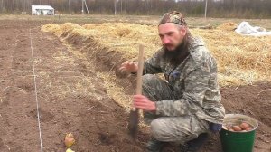 Посадка картофеля в гряды.