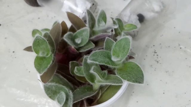 Комнатные цветы| Повседневные заботы|часть 2 смотреть онлайн