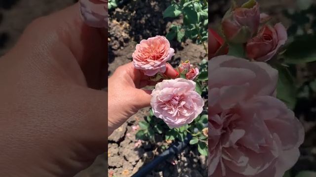 «Редкий мех» сорт Цикада, японской селекции смотреть онлайн